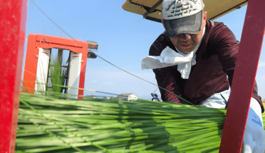 畳替えでリフレッシュ！国産畳なら京都の「村木畳店」がおすすめ