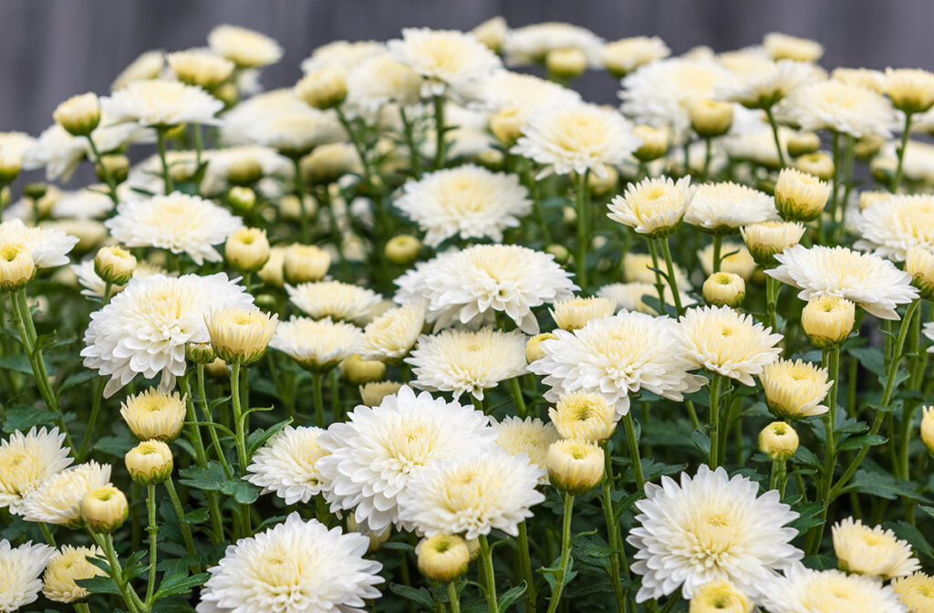 お墓におすすめの造花の種類のイメージ