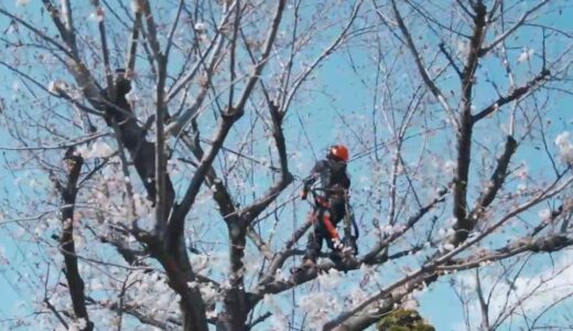 川口市で剪定・伐採はお任せ！専門性を持つ地域密着の植木屋が庭を美しく保つ理由